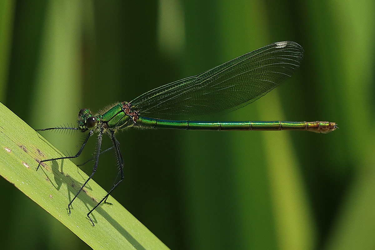 Calopteryx_virgo